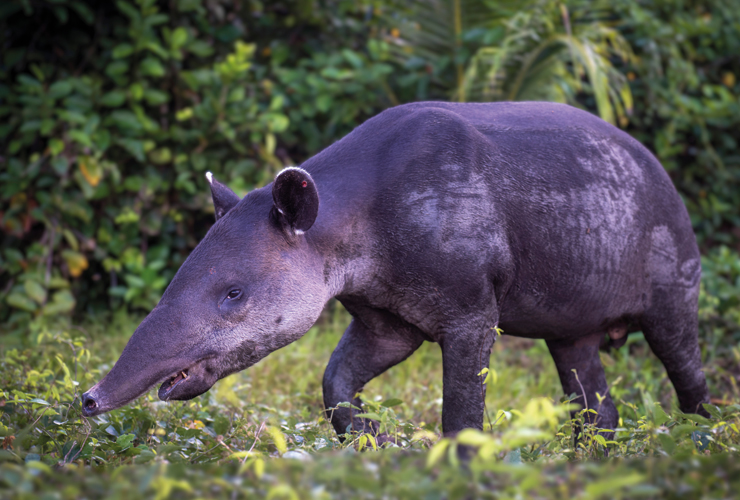 Danta o tapir
